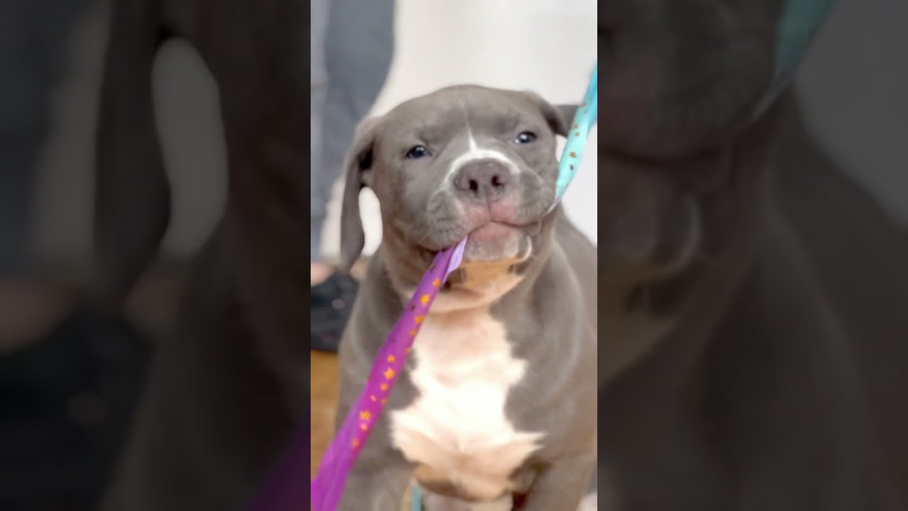 American Bully XXL boy, DDK9 Hulk, Bossy Rome