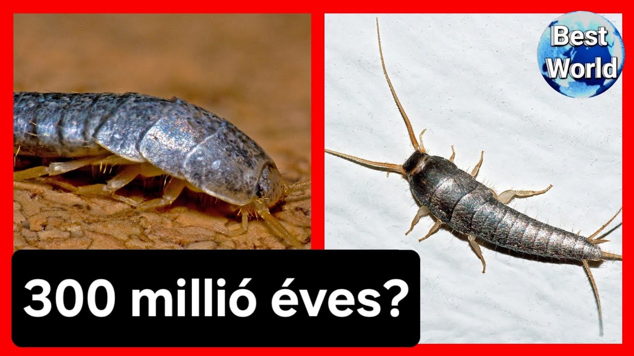 Házunkban élő 300 millió éves rovar! - Ezüstös pikkelyke (Lepisma saccharina)