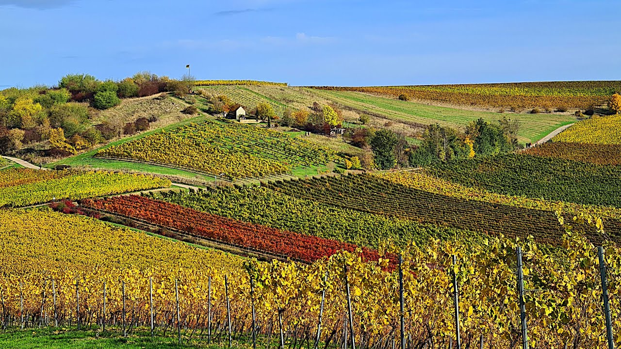 🍷 Rommersheim in Autumn | Hiking Germany’s Wine Landscape