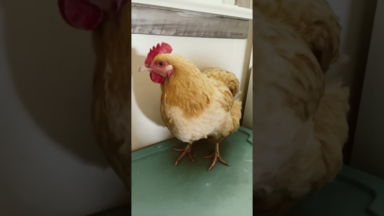 Imposter Chicken
