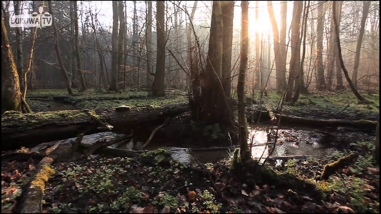 Chojnówka - od źródła do ujścia (Puszcza Bukowa)