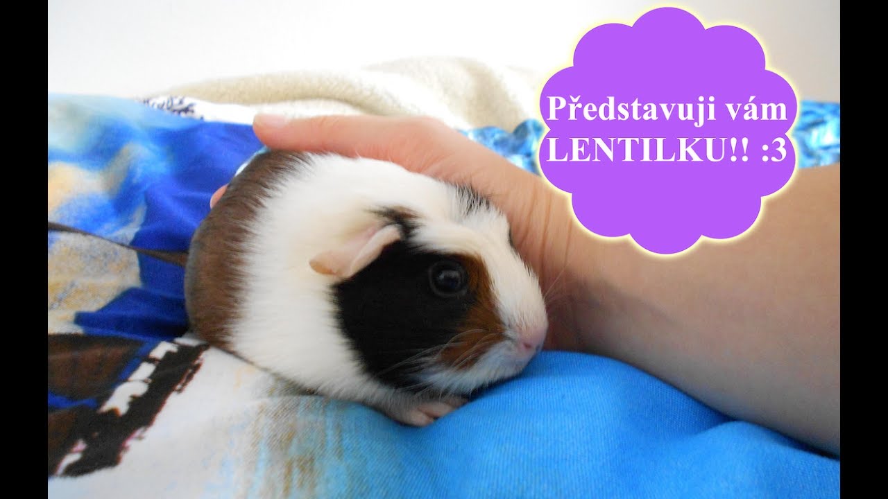 Nový člen rodiny: Lentilka!