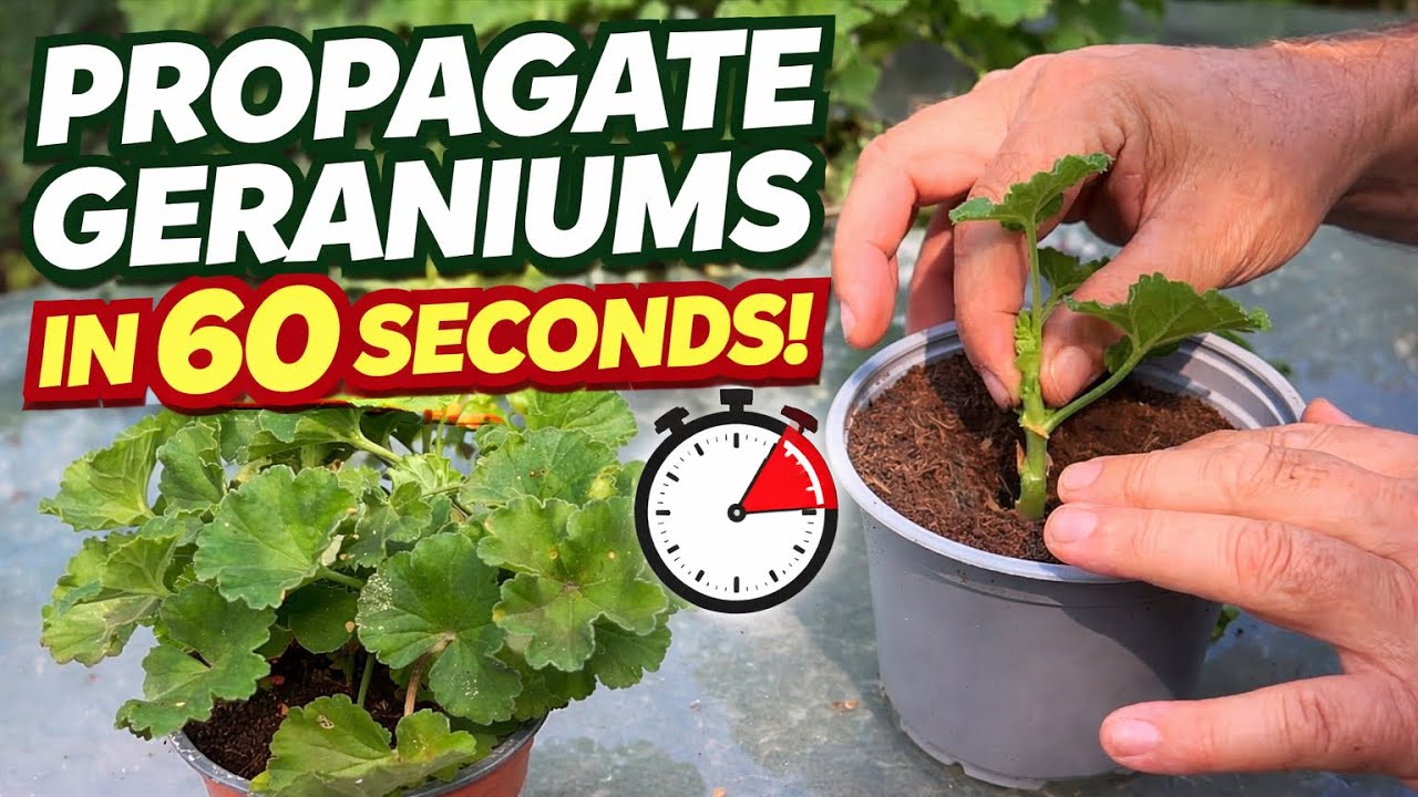 How to Propagate Geranium Cuttings (Takes less than a minute) 