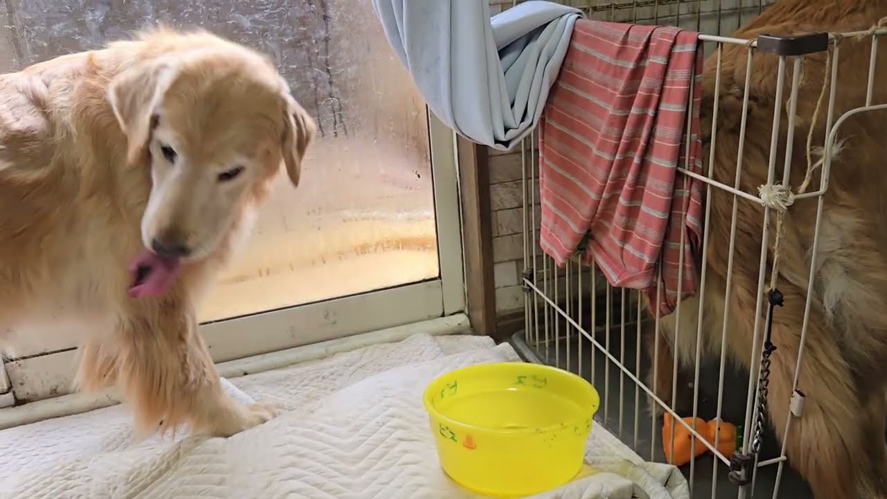 犬の朝ご飯を横取りしたい中猫のキビ。ゴールデンレトリバー８歳と２歳。中猫生後４か月