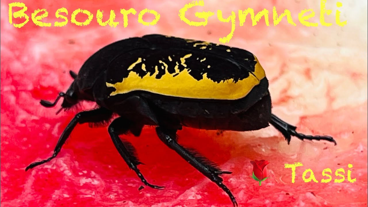 Besouro Gymnetis 🐞amou a Melancia 🍉 Visita de hoje, aqui no nosso quintal!!! 🤩✨📷 05/02/2026 🌹 Tassi