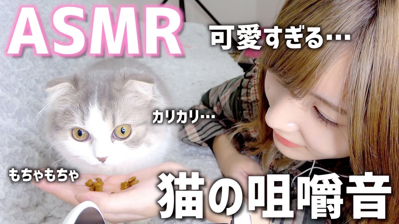 【ASMR】ねこがカリカリ＆チュールを食べる音が可愛すぎる。【癒し音】