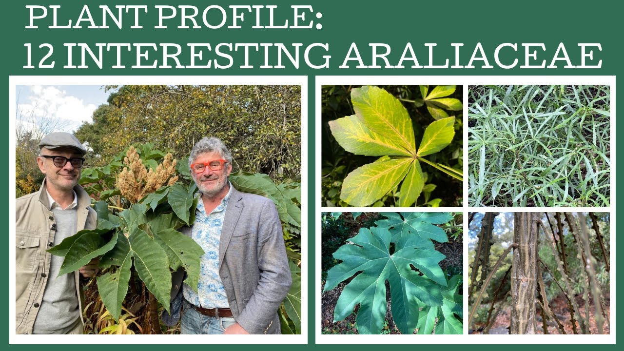 Plant Profile: 12 fabulous members of the Araliaceae family!