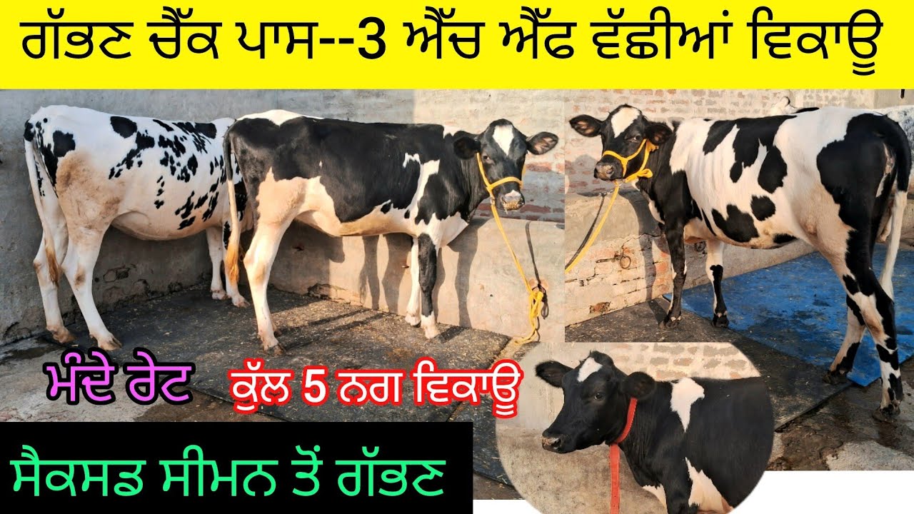 ਸੈਕਸਡ ਸੀਮਨ ਤੋਂ ਗੱਭਣ ਚੈੱਕ ਪਾਸ #hf ਵੱਛੀਆਂ ਵਿਕਾਊ. 