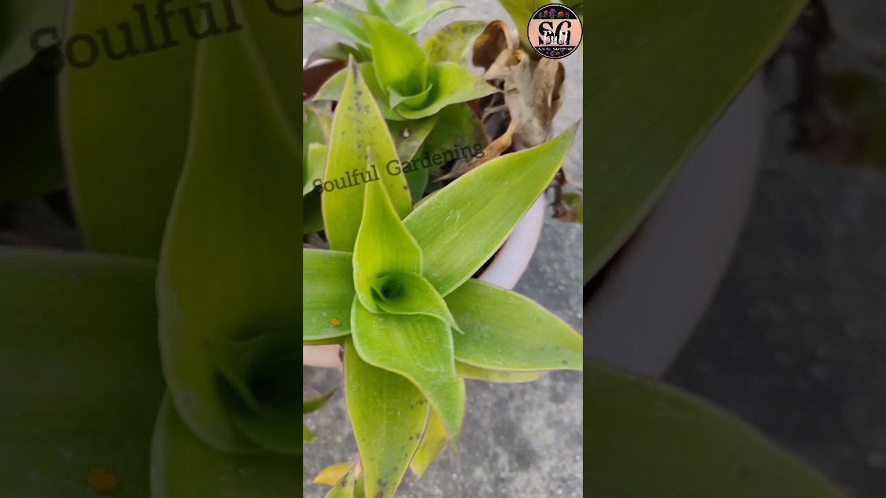 Callisia fragrans 