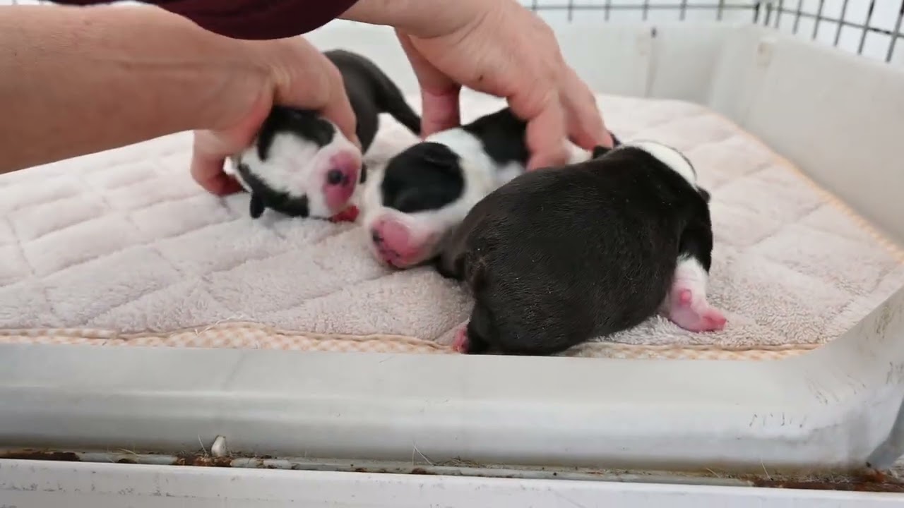 ボストンテリア（5/16）母犬「レスター」ちゃん　広島県広島市　ブリーダー