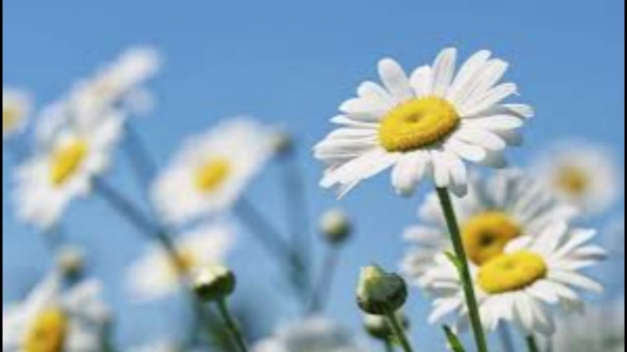 Marguerite
