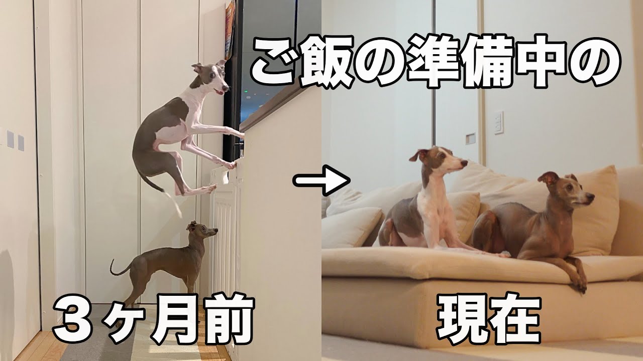 ご飯の準備をすると大興奮する犬のジャンプを封印する事に成功しました！