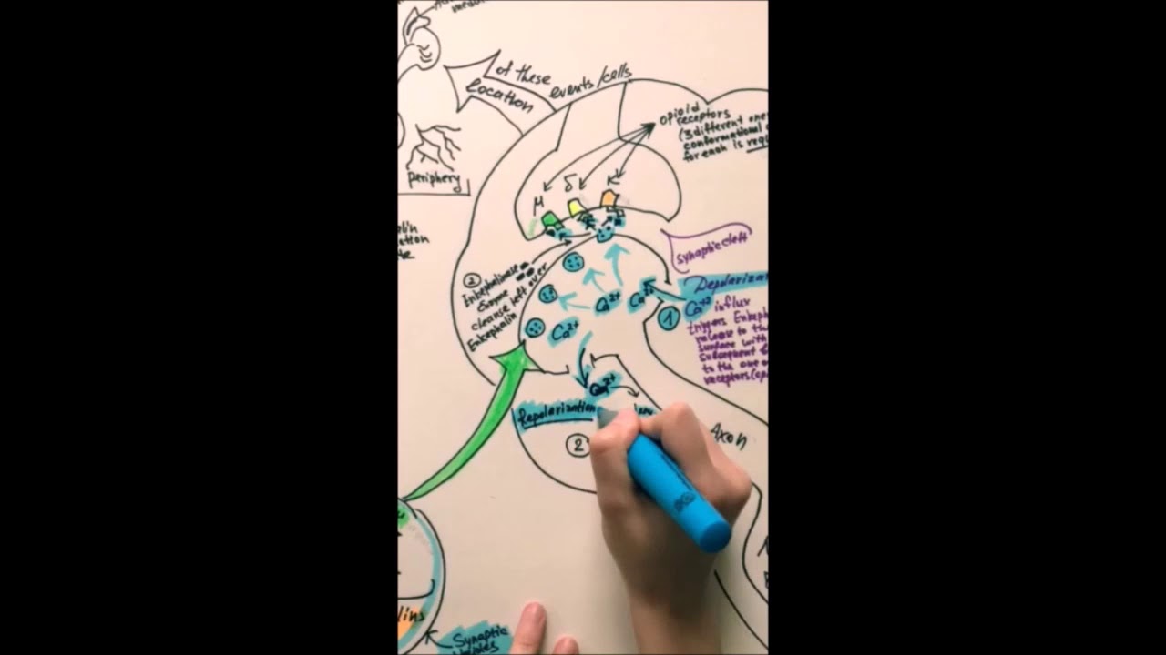 Enkephalin