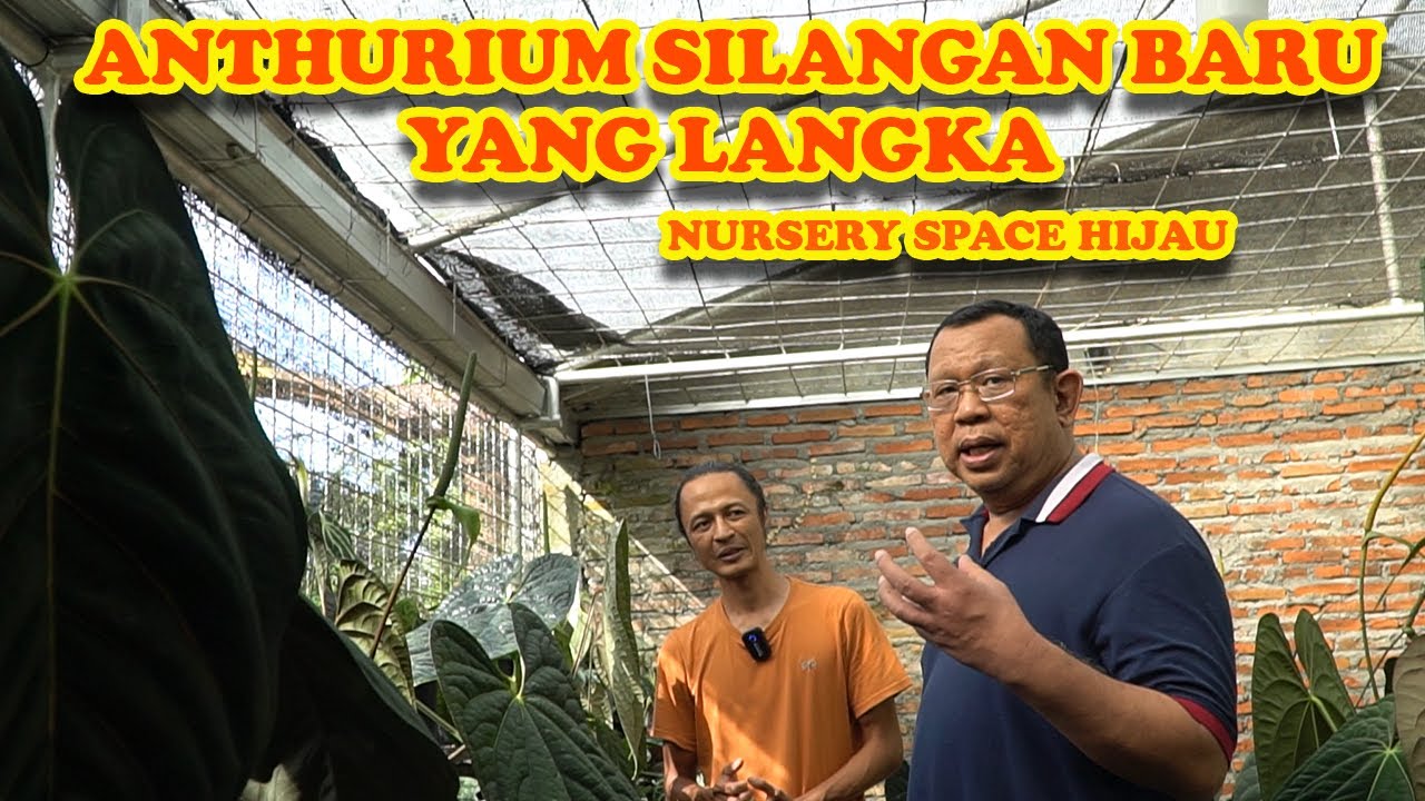 ANTHURIUM SILANGAN BARU! NURSERY SPACE HIJAU MALANG JAWA TIMUR