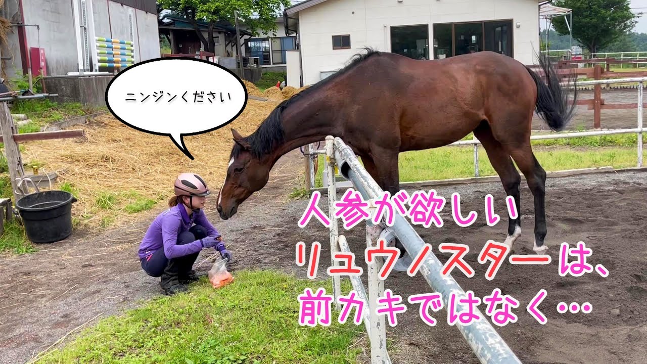 人参が欲しくてツンツンしてくる馬