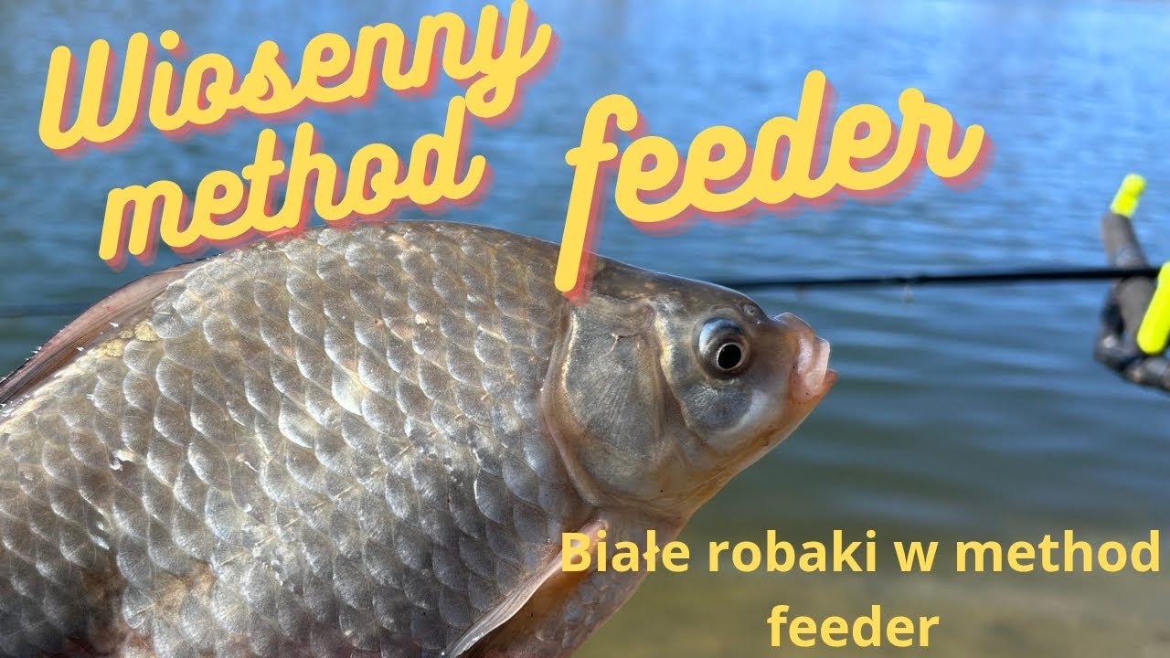 Wiosenny method feeder/ białe robaki w method feeder/ zanęty Lorpio  #methodfeeder   #feeder #hobby