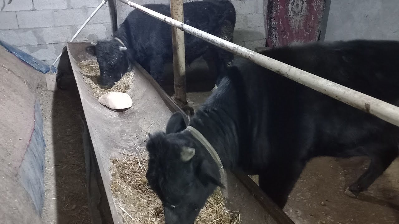 Кандай режимга келган эдим куринглар