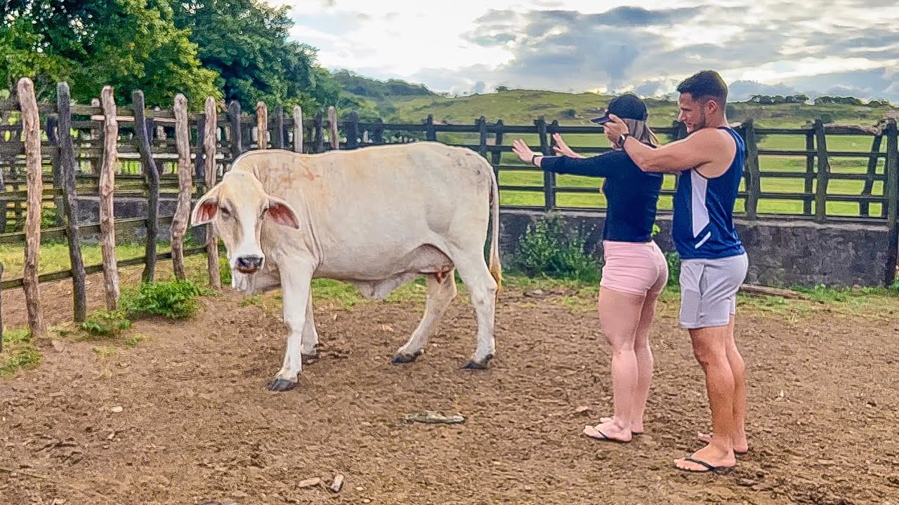 LEÔNCIO SURPREENDE THAMIRES COM UMA VACA LEITEIRA | THAMIRES THUANNY