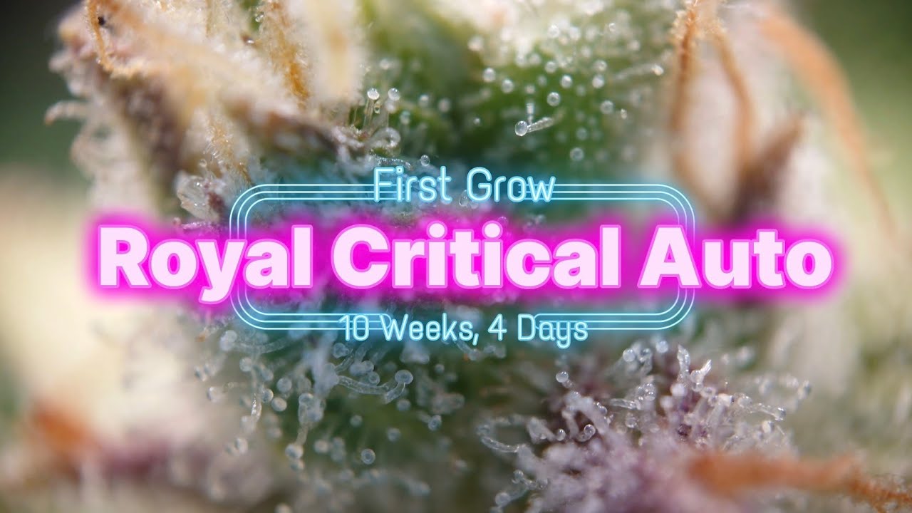 Royal Critical Auto 10 weeks 4 days