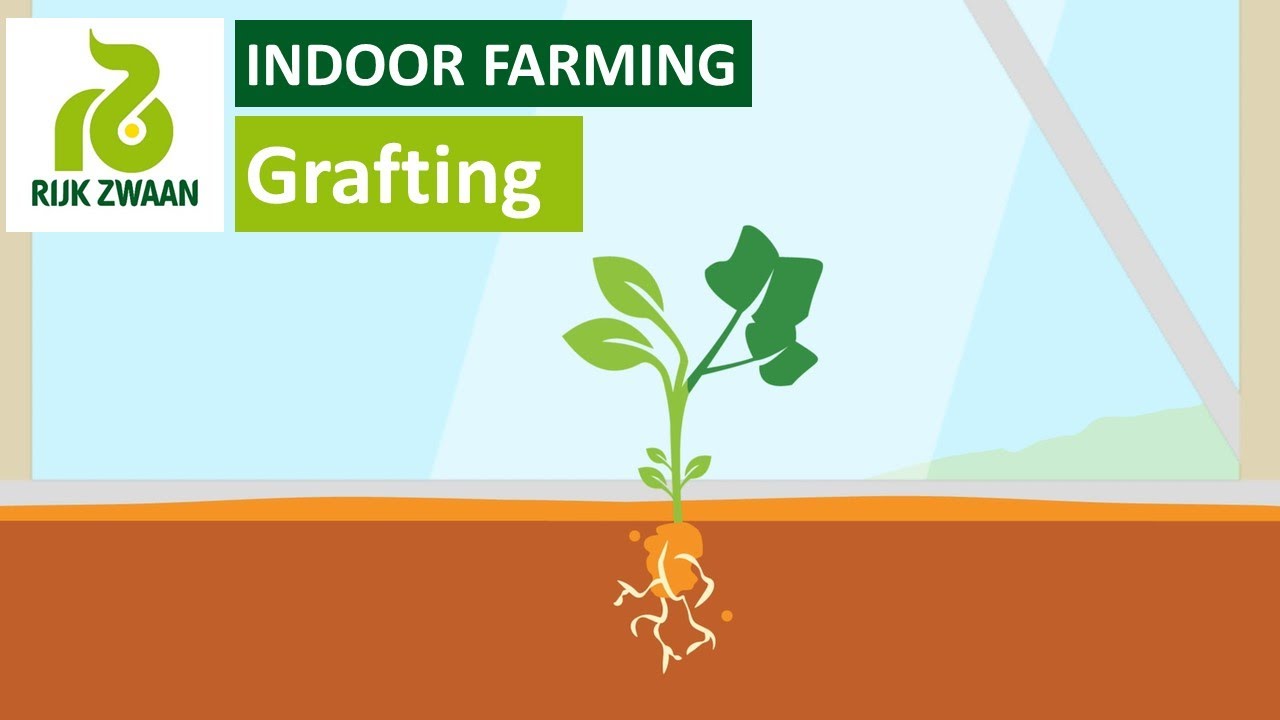 Grafting | ग्राफ्टिंग