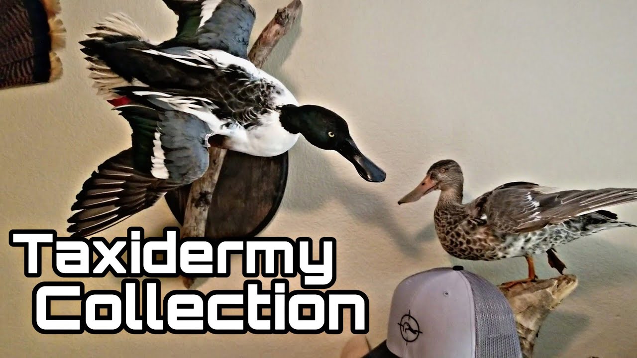 Waterfowl Taxidermy Collection