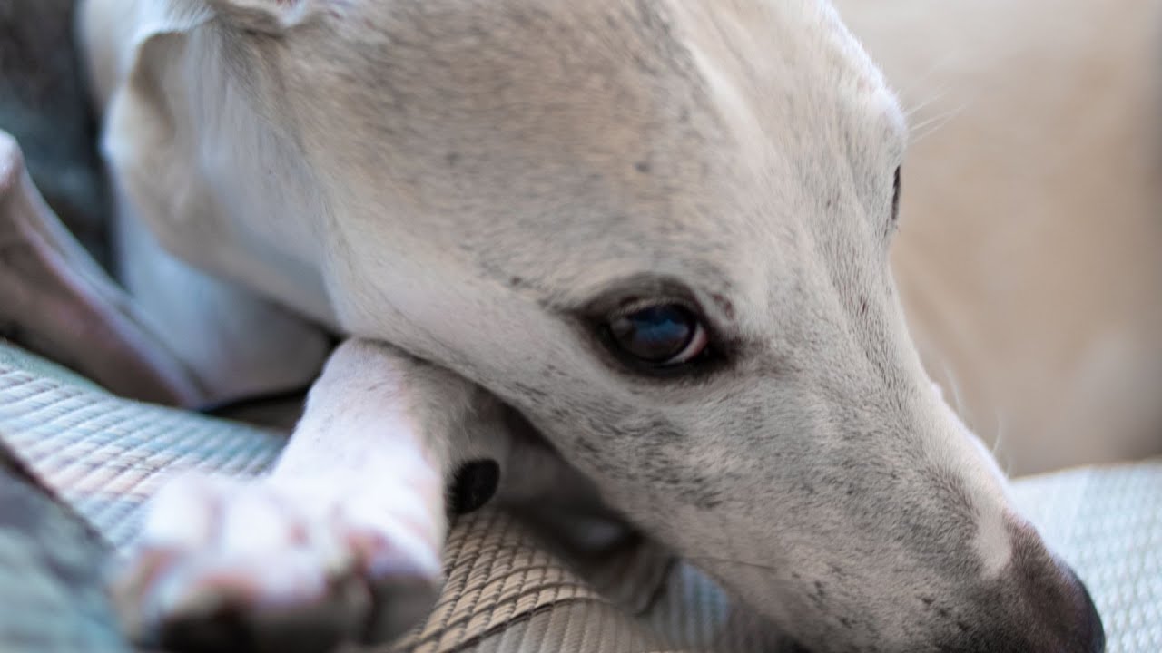The Fascinating History of the Whippet Breed