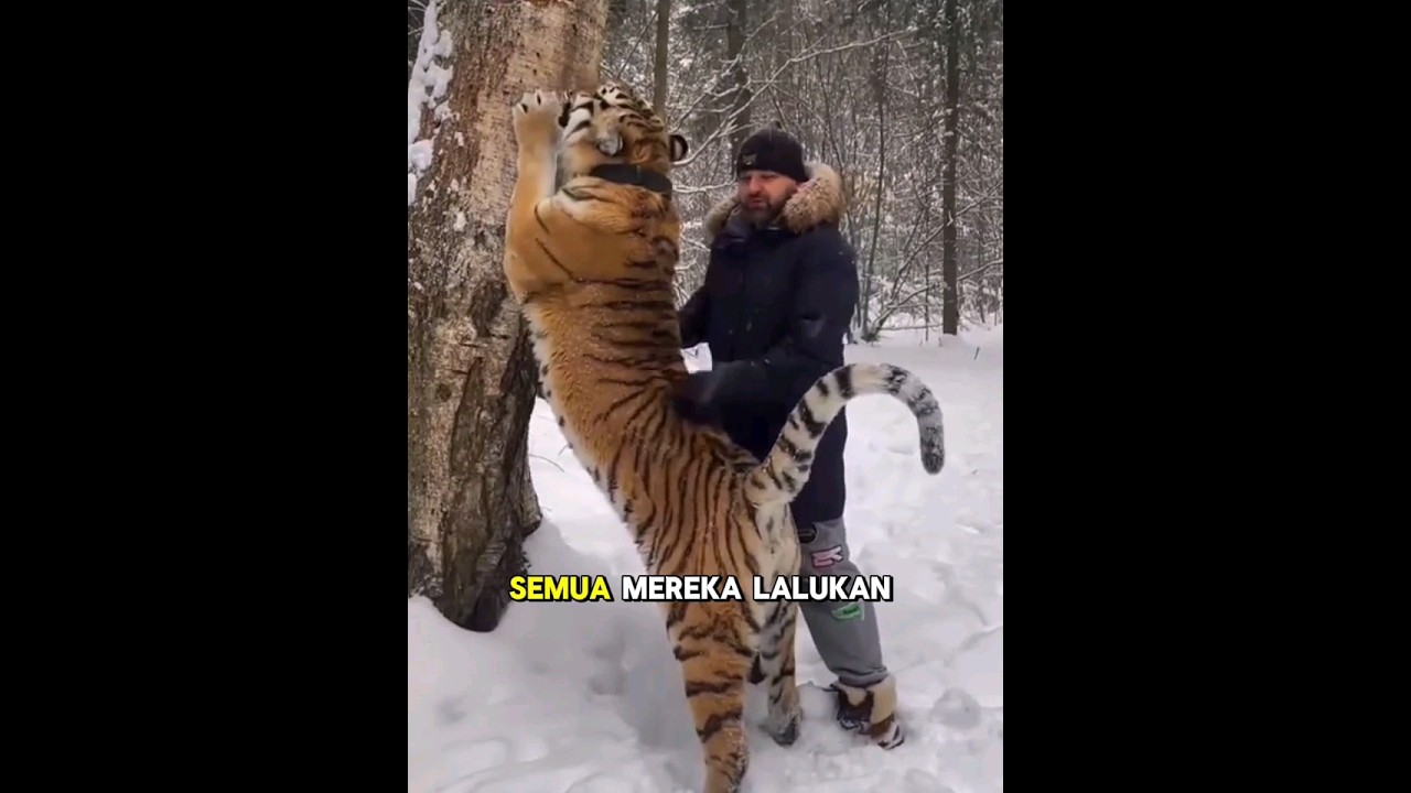 Keluarga ini mengadopsi bayi harimau yang sakit dan merawatnya hingga bayi harimau sehat kembali🥺❤️