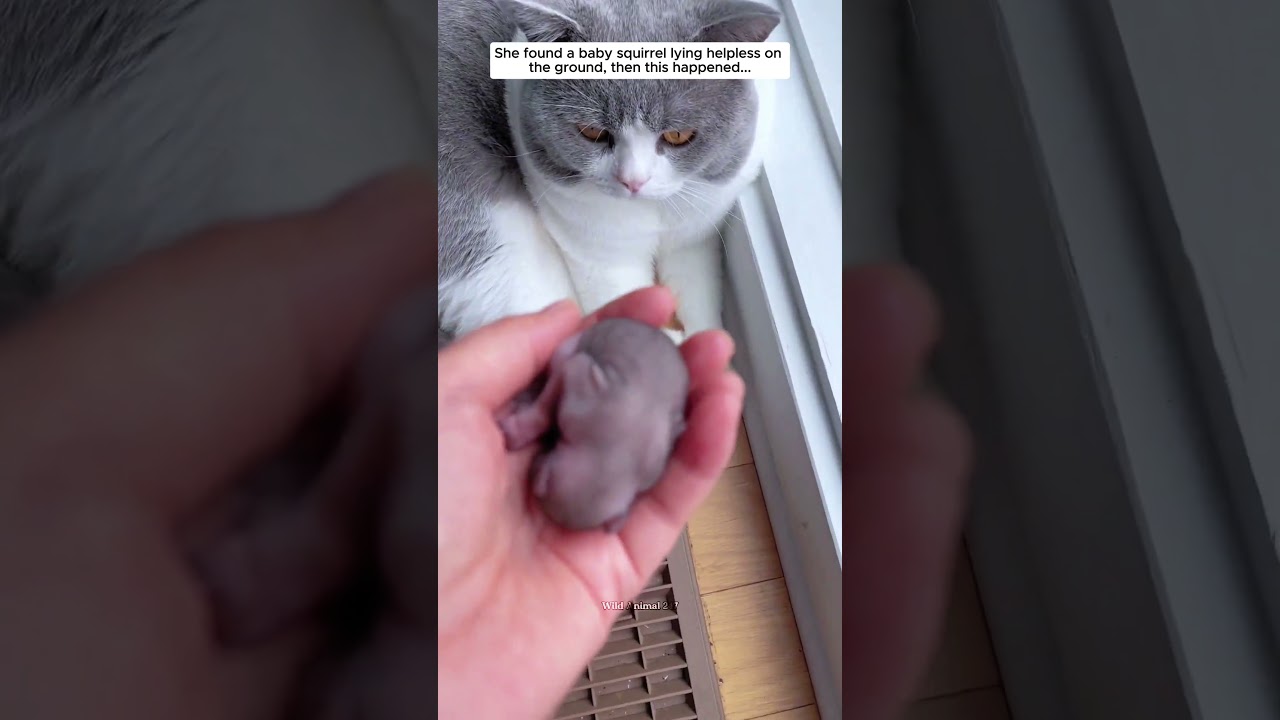 She found a lost baby squirrel, then... #squirrel #rescue #animals #wildliferescue