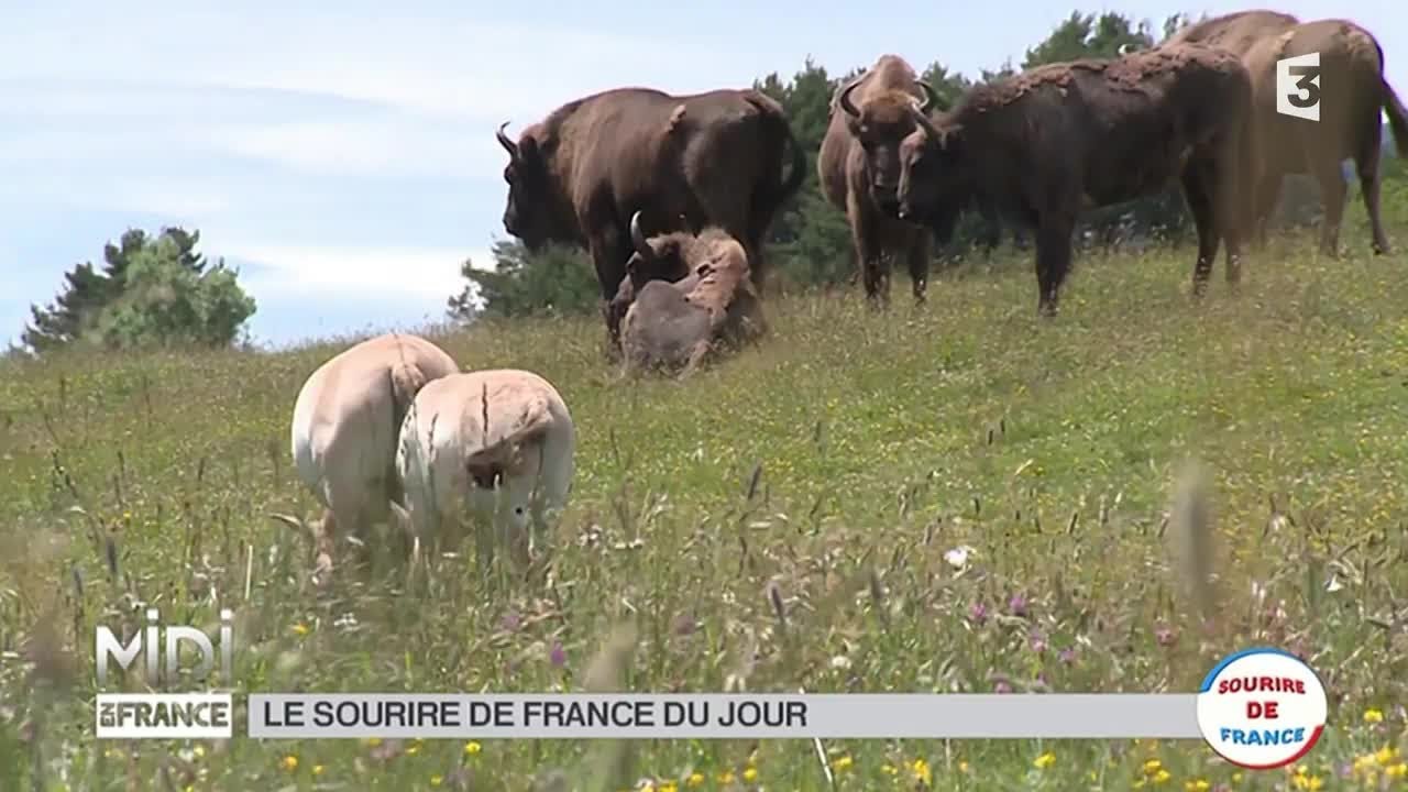 ANIMAUX : Dans le Sud, bisons et chevaux sauvages ont leur réserve