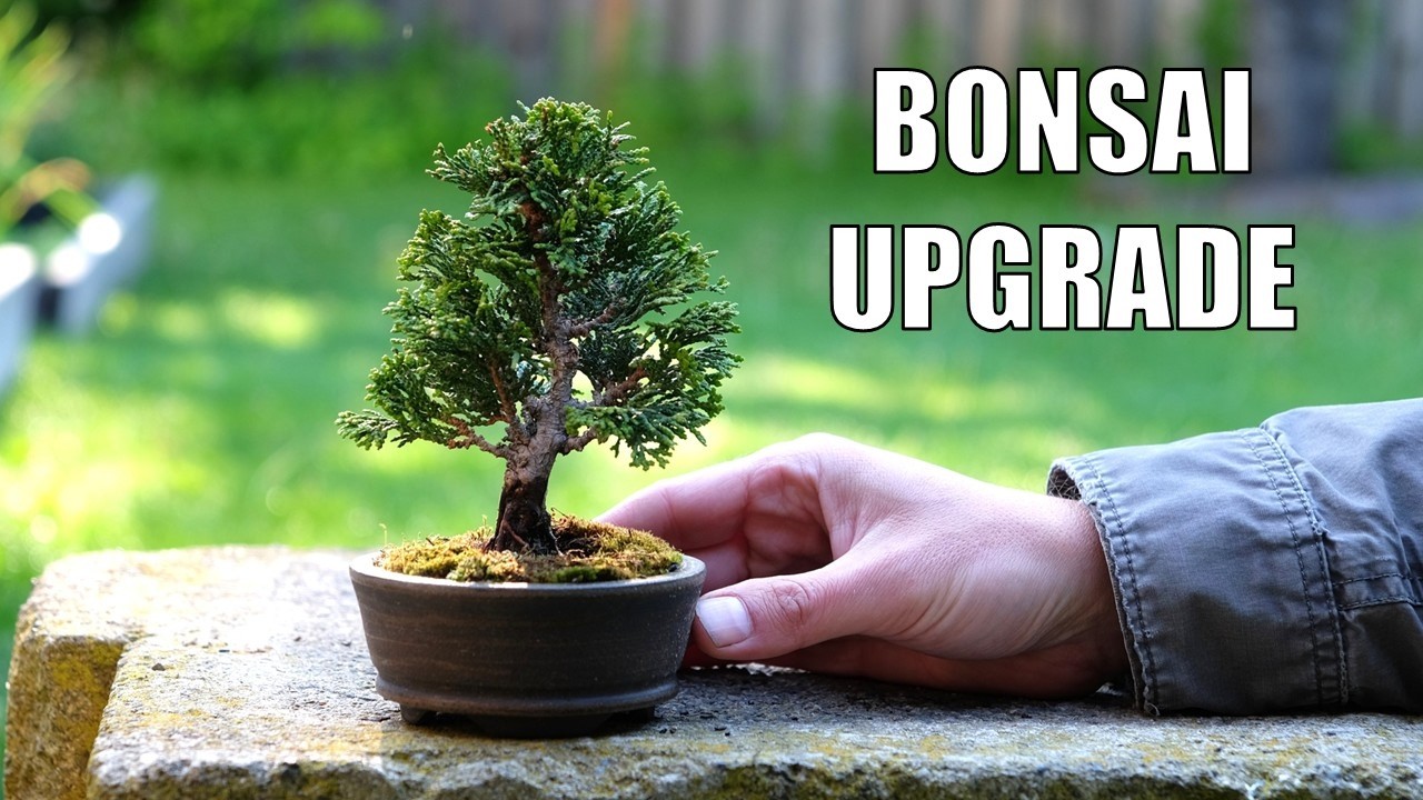 Simple Repotting = Big Difference for This Bonsai