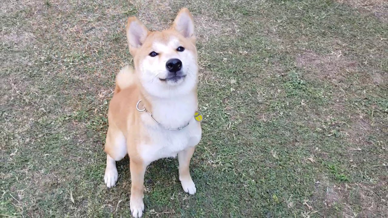 【鬆繩與喚回訓練】