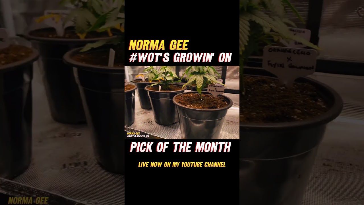 Wots growin on | Pick of the Month | Nov 2025 - Live now on my YouTube