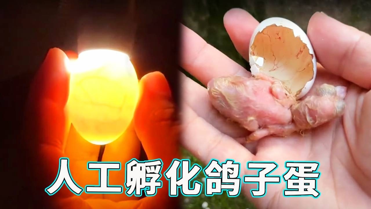 鸽子蛋落在鸭窝惨遭遗弃，拿回家人工孵化能否成功？19 天后见分晓！【天下一场梦】