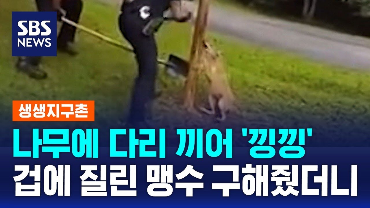 나무에 다리 끼어 '낑낑'&hellip;겁에 질린 맹수 구해줬더니 / SBS / 생생지구촌