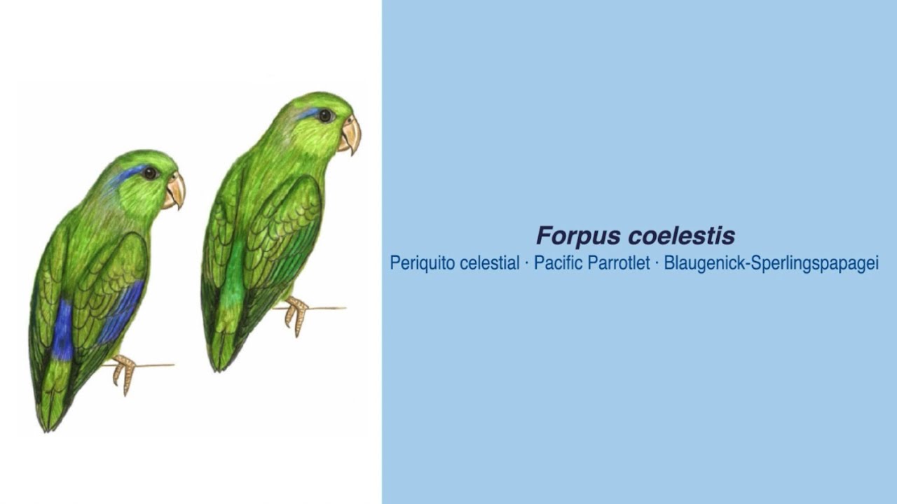 Video Encyclopedia of Parrot Species - 