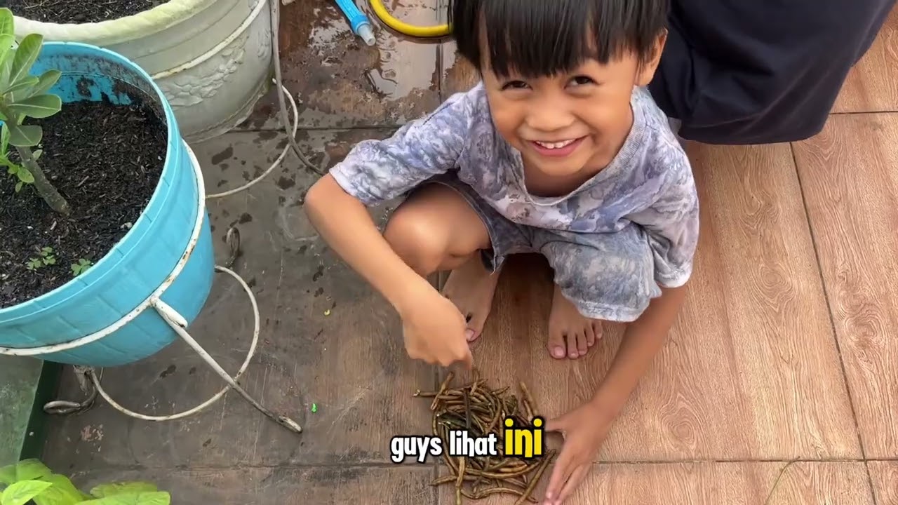 Panen Kacang Hijau