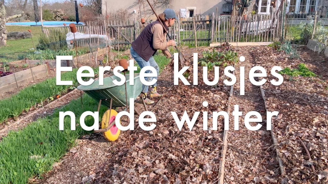 Ini's Moestuin #223 Eerste moestuinklusjes na de winter, bijzondere verrassingen, uitjes voortrekken