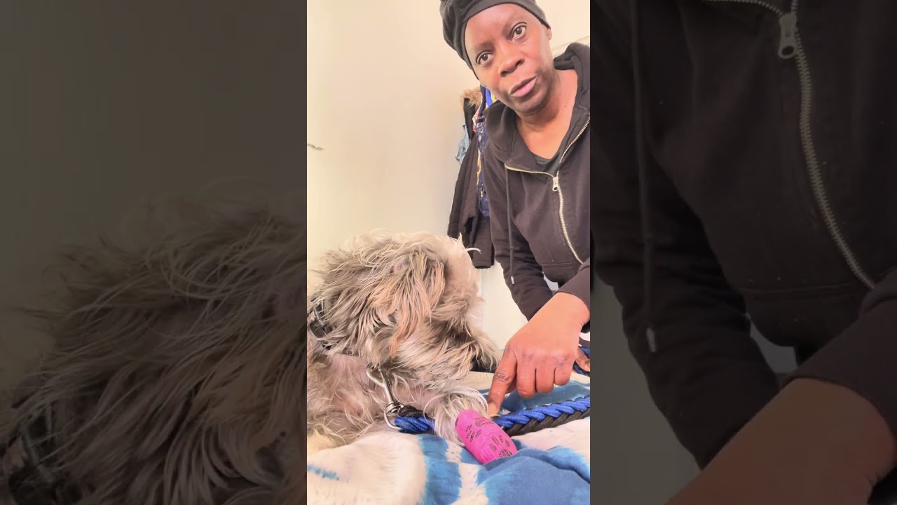 Preparing Midnight to go for his morning walk 