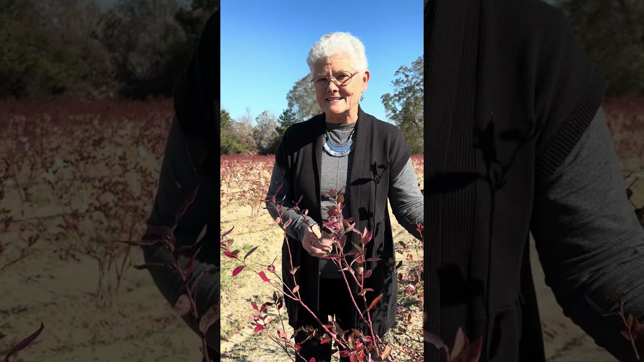 Blueberry Bushes with Red Leaves