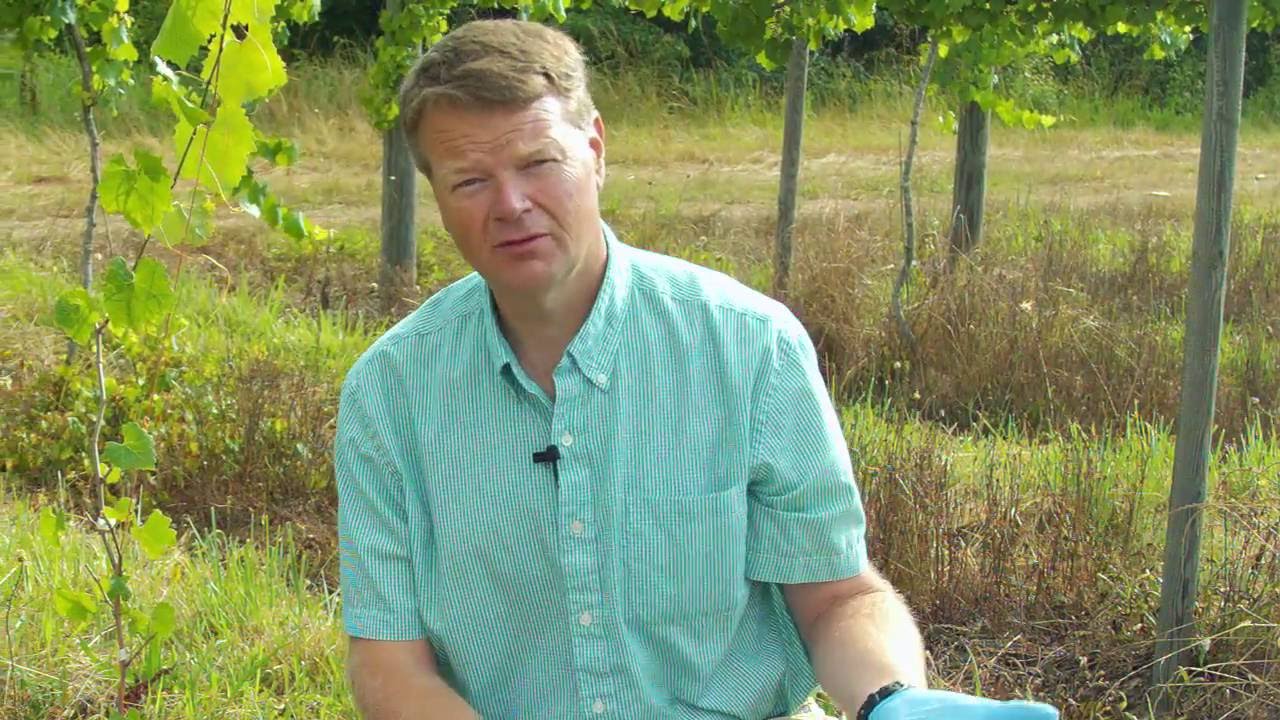 Ison's Nursery How toFertilize Young Muscadine Vines