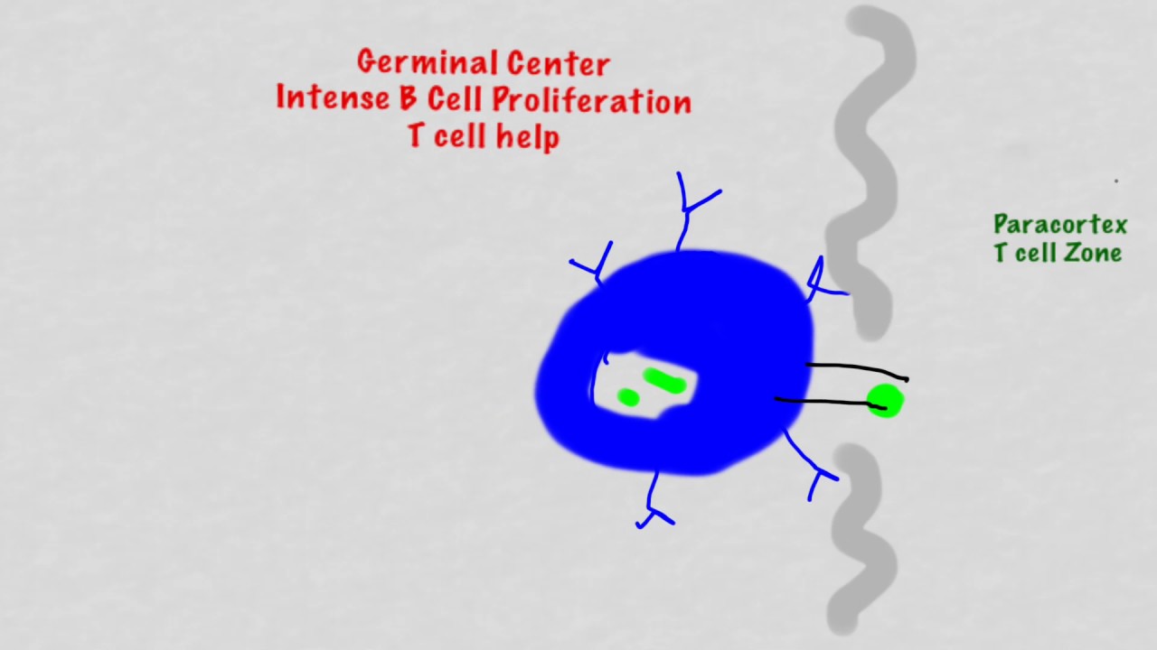 B cell Activaiton And Differentiation