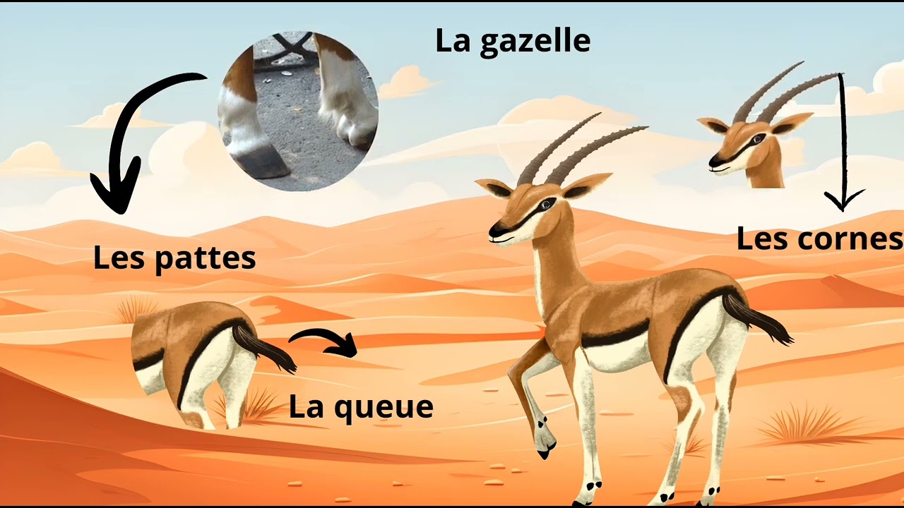 Compréhension de l'Oral projet 01/ Au zoo/Séquence 1  / pauvre petite gazelle 5Ap