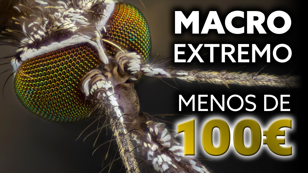 Fotografía MACRO EXTREMO ¡¡por MENOS de 100€💰!! - El equipo más LOW COST que encontrarás