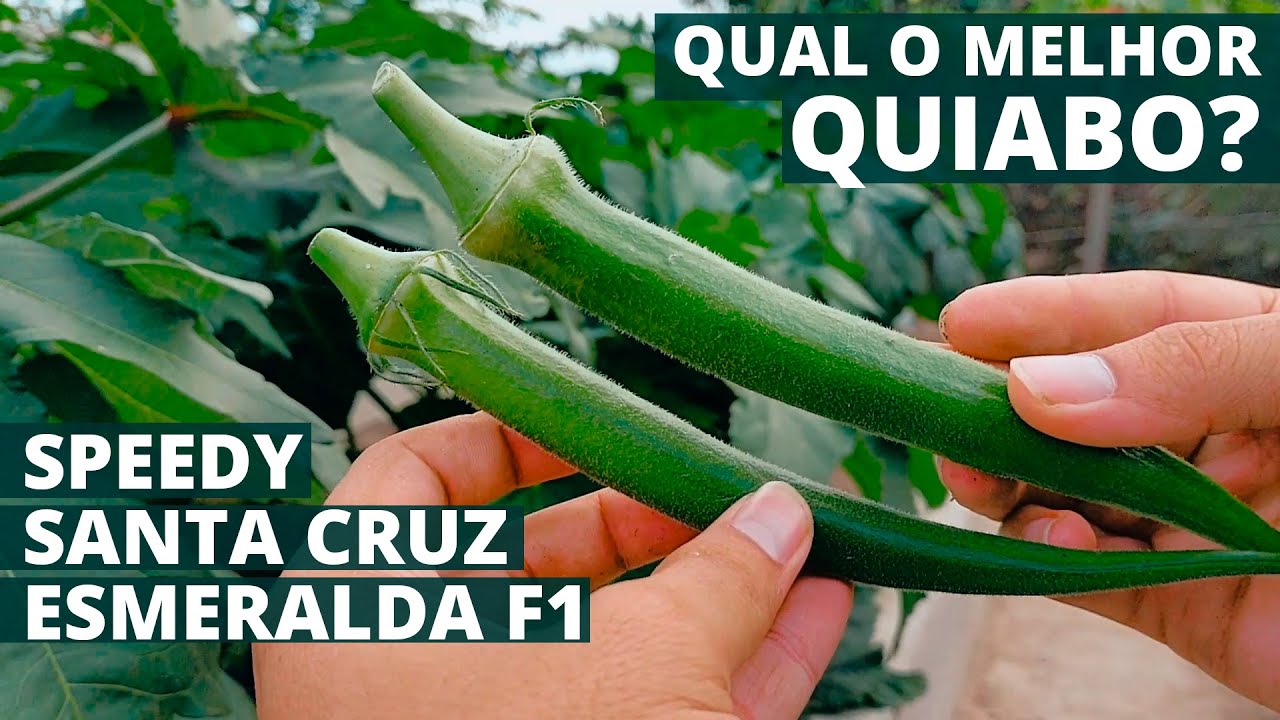 Qual Variedade de Quiabo Produz Mais? Testamos 3! (Speedy, Esmeralda, Santa Cruz)