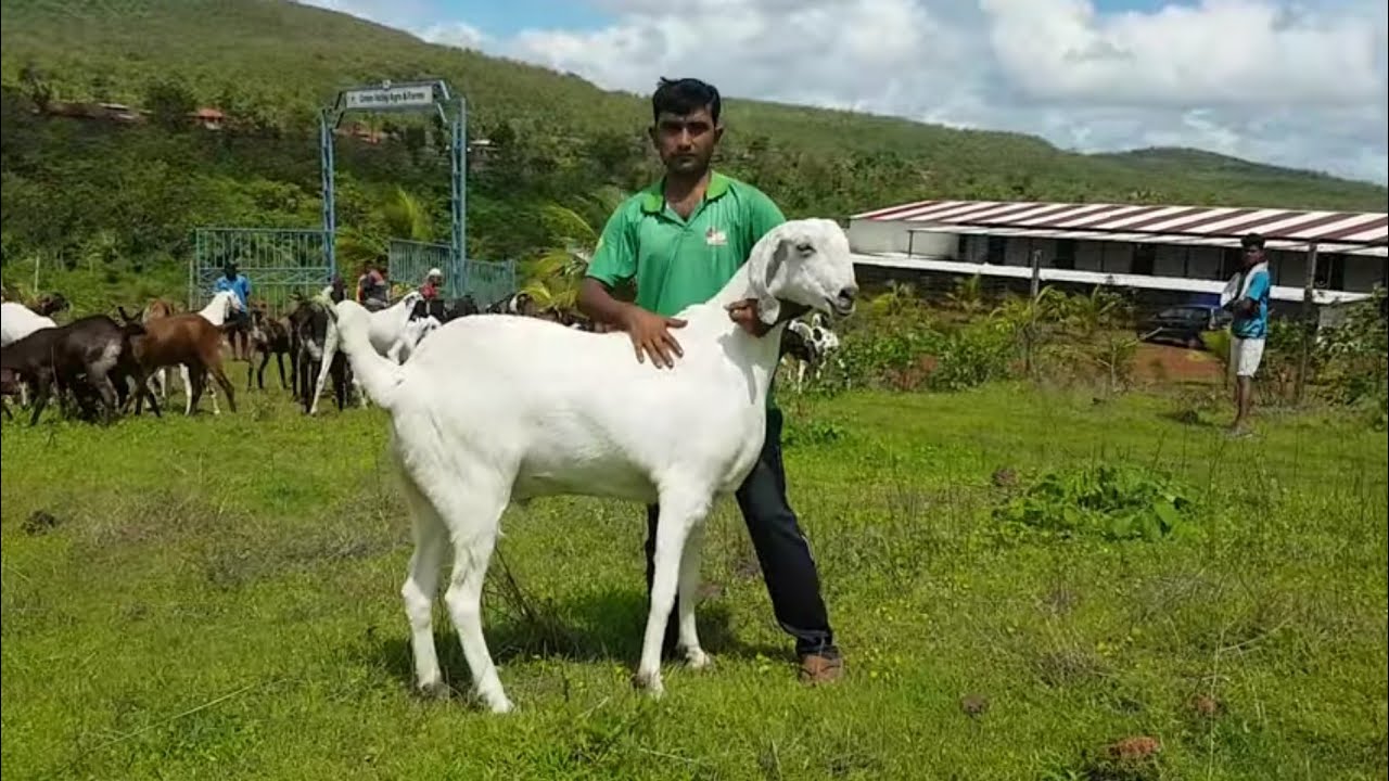 Biggest Goat Farm Of Raigad | Green Valley Agro Goat Farm.