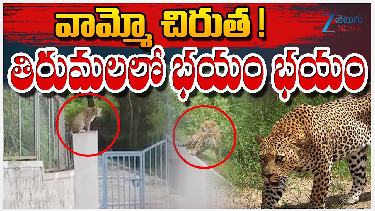 Chirutha Spotted at Tirumala | Tirupathi | వామ్మో చిరుత ! తిరుమలలో భయం భయం | ZEE Telugu News