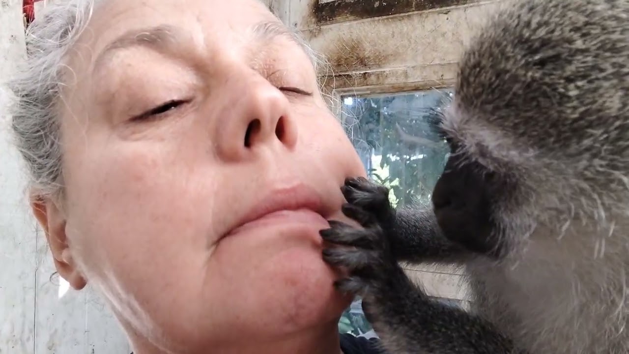 ASMR Baby Monkey Lollipop Face Grooming, Lip Smacking And Kissing #asmr #babymonkey