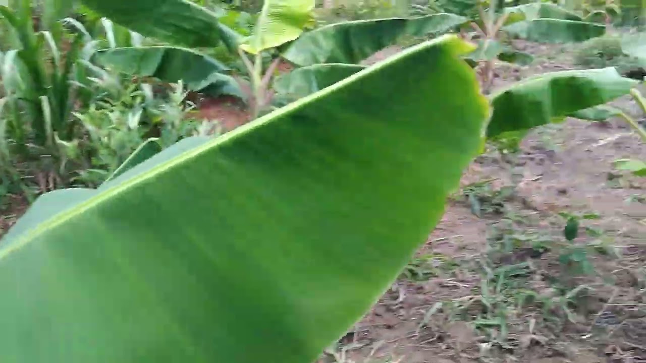 Mostrando mais um pouco do nosso plantio 