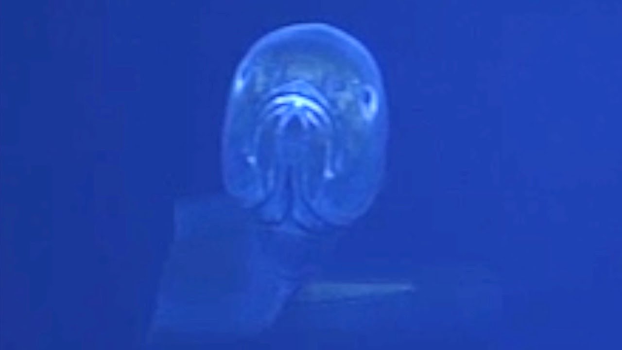 9 More Strange Deep Ocean Creatures Found by ROVs Near Hawaii