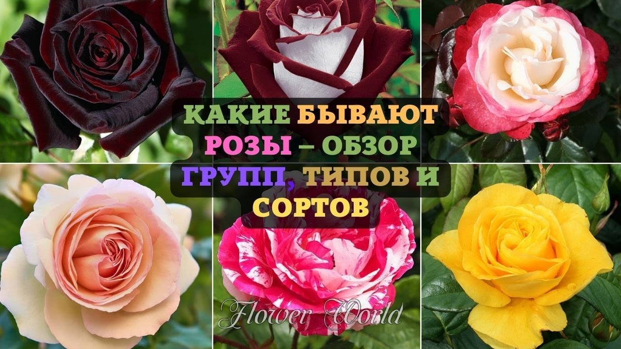 Какие бывают розы &ndash; обзор групп, типов и сортов с фото и названиями.🥀
